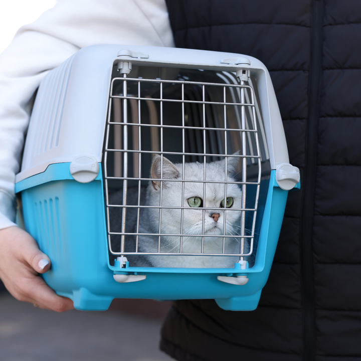 Pet Carriers & Travel Accessories