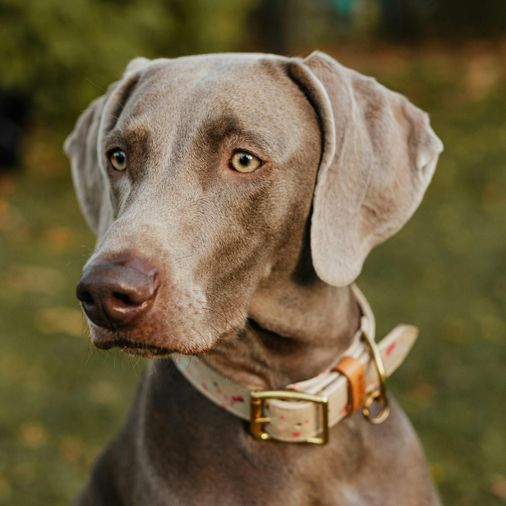 Collars, Leashes & Harnesses