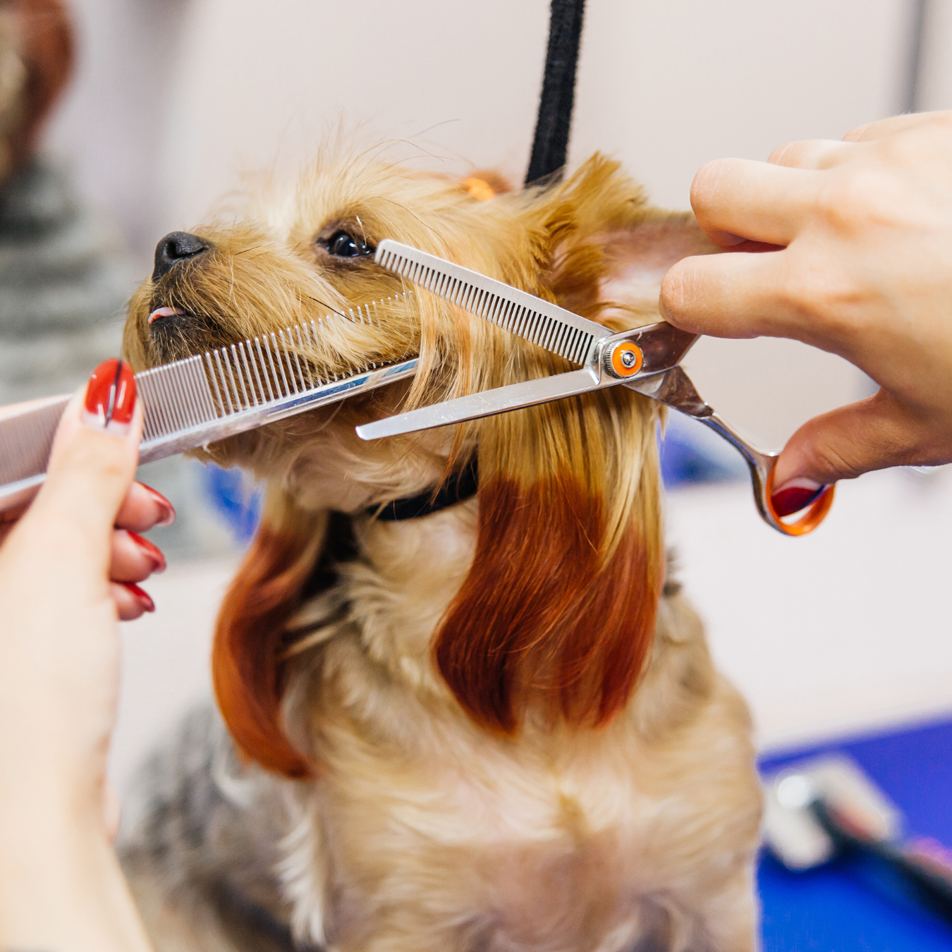 Pet Grooming Supplies