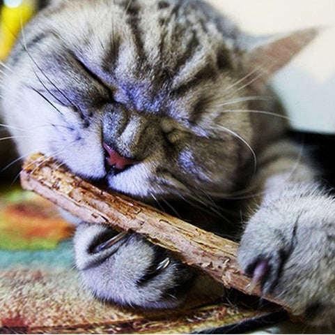 100% Natural Matatabi Cat Stick